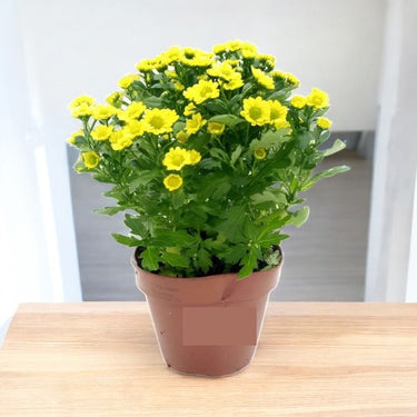 Chrysanthemum IG - Mad Ringa Yellow
